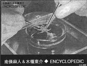 南條麻人 & 木幡東介 - Encyclopedic